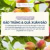 Sữa tắm hữu cơ từ xuân đào và quả đào trắng